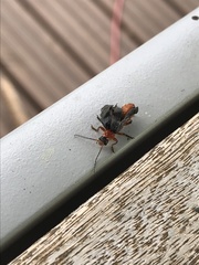 Cantharis pellucida