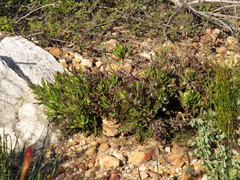 Dimorphotheca walliana