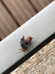 Cantharis pellucida