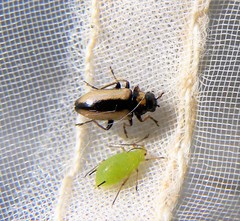 Calomicrus circumfusus