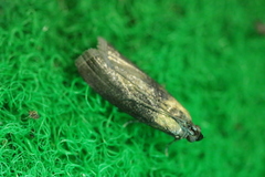 Sciota fumella