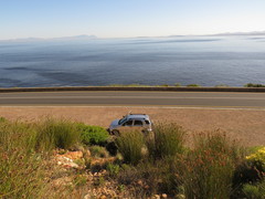 Dimorphotheca walliana