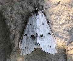Acronicta innotata