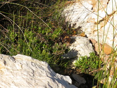 Dimorphotheca walliana