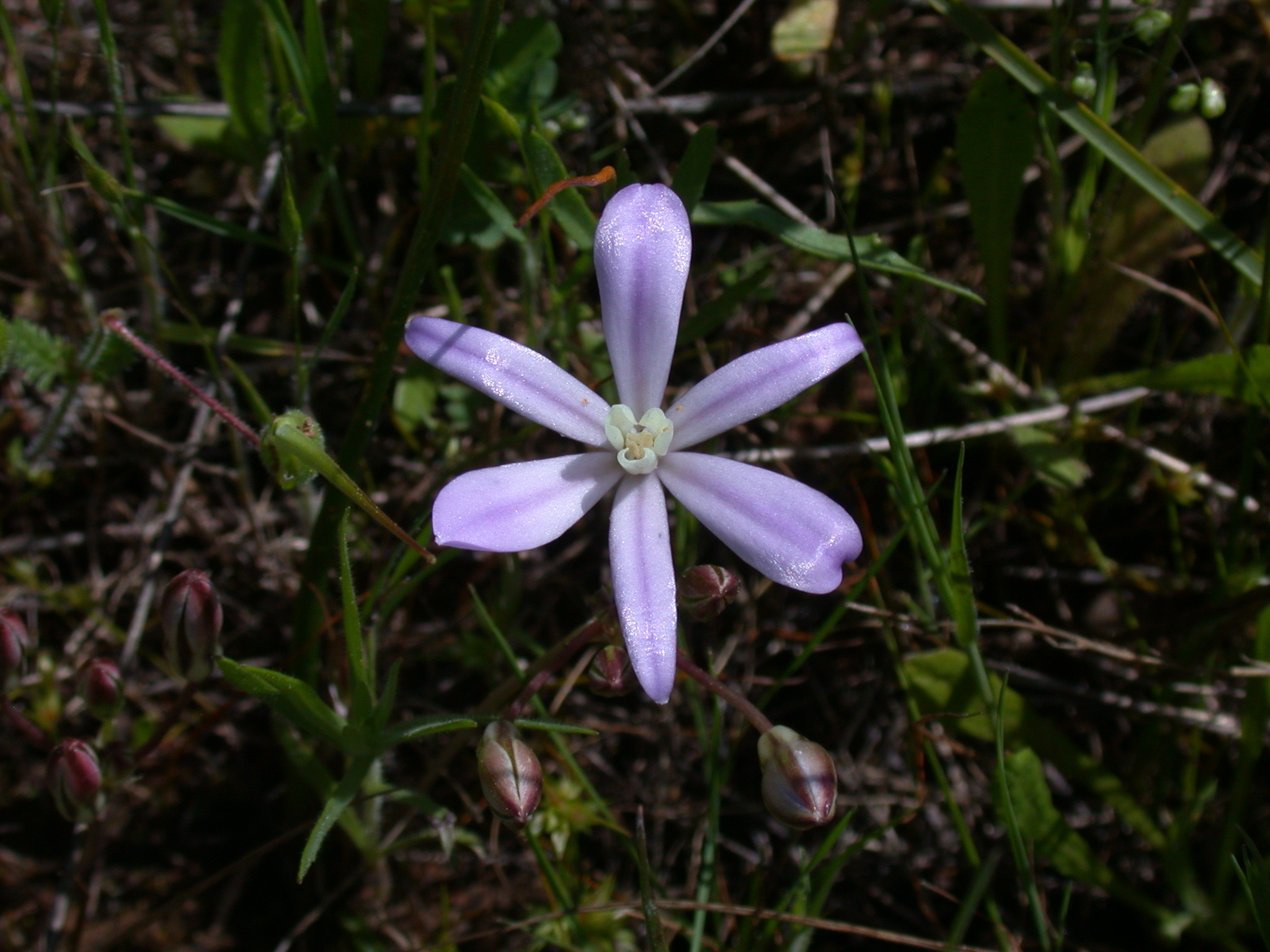 Brodiaea minor