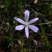 Small Brodiaea - Photo (c) Dan and Raymond, some rights reserved (CC BY-NC-SA)