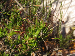 Dimorphotheca walliana