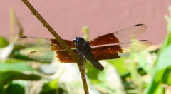 Thermorthemis madagascariensis