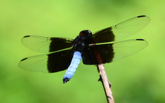 Thermorthemis madagascariensis