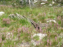 Pedicularis contorta rubicunda