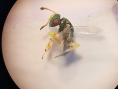 Mesopolobus tibialis