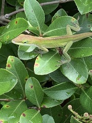 Anolis carolinensis