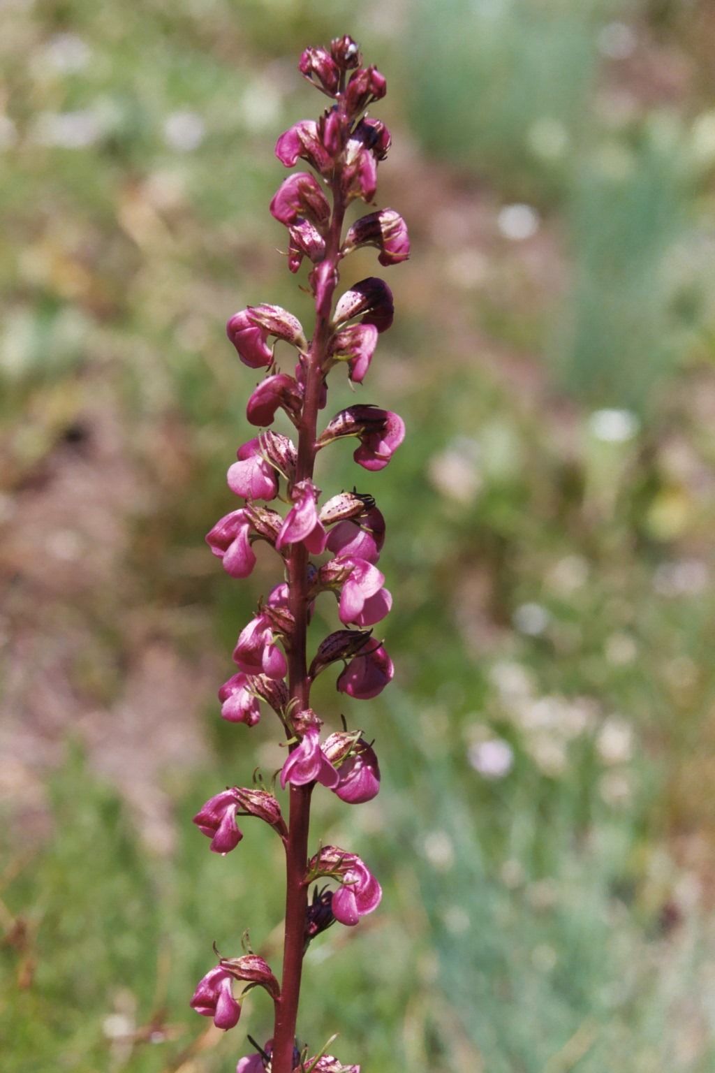 Pedicularis contorta var. rubicunda