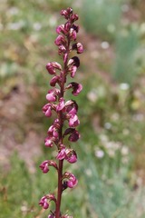 Pedicularis contorta rubicunda
