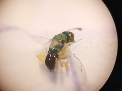 Mesopolobus tibialis