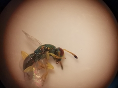 Mesopolobus tibialis
