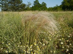 Stipa borysthenica