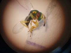 Mesopolobus tibialis