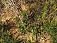 Dimorphotheca walliana