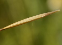 Stipa borysthenica