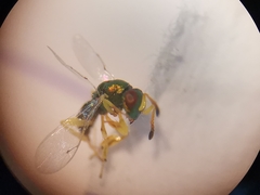 Mesopolobus tibialis