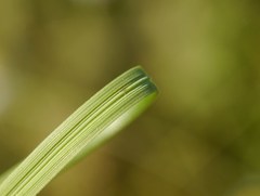 Stipa borysthenica