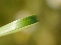 Stipa borysthenica