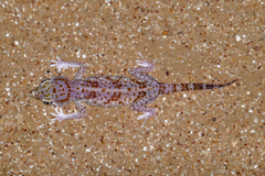 Stenodactylus leptocosymbotes
