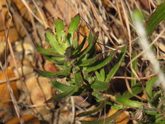Dimorphotheca walliana