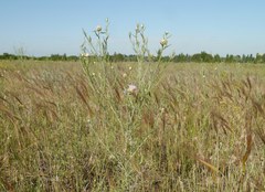 Centaurea protomargaritacea
