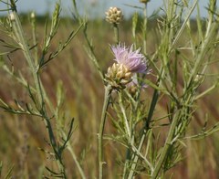 Centaurea protomargaritacea