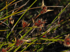 Hypodiscus alboaristatus
