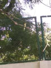 Merops orientalis
