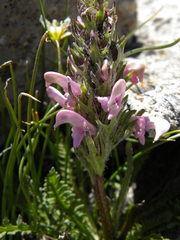Pedicularis parryi