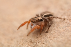 Habronattus icenoglei