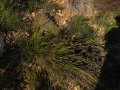 Hypodiscus alboaristatus