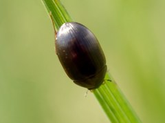 Hydrobius
