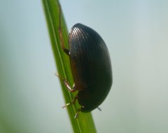 Hydrobius
