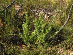 Leucospermum bolusii