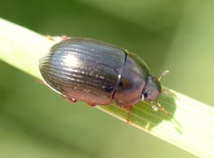 Hydrobius