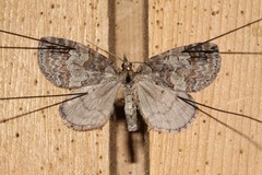 Hydriomena ruberata