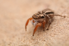 Habronattus icenoglei