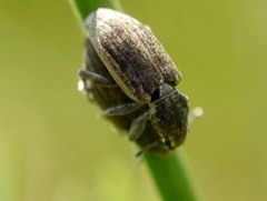 Tanymecus dilaticollis