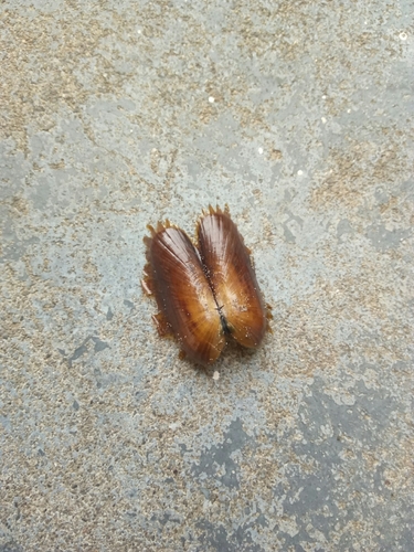 Solemya parkinsonii