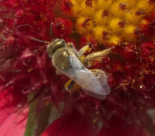 Coreopsis Fairy Bee photographed in Oklahoma