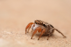 Habronattus icenoglei