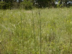 Centaurea scabiosa adpressa