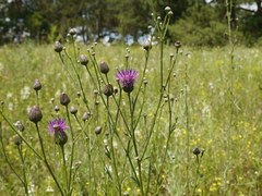 Centaurea scabiosa adpressa