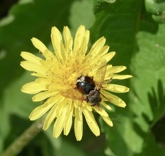 Epalpus