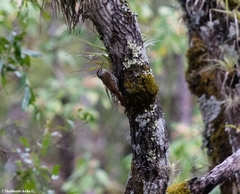 Lepidocolaptes leucogaster